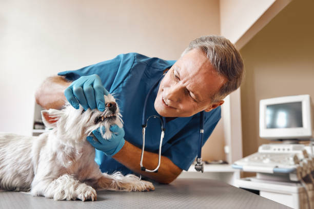  El Paso De Robles, CA Emergency Dentist Pros